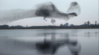 Kuşlar, Bizi Tsunami Gibi Doğal Afetlere Karşı Uyarabilir mi?