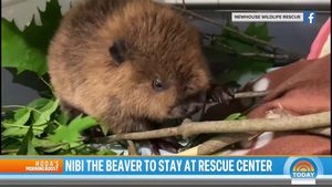 Nibi The Beaver Secures Spot At Wildlife Rescue Center