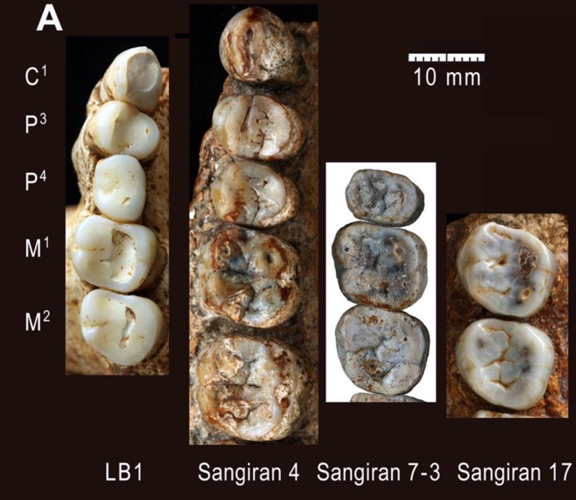 Homo floresiensis (LB1) ve Homo erectus (Sangiran 4) molar dişlerinin karşılaştırılması