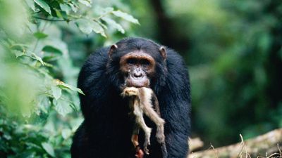 Şempanzelerde Et Tüketimi ve Avlanma Taktikleri: Kuzenlerimiz Nasıl Avlanıyor?