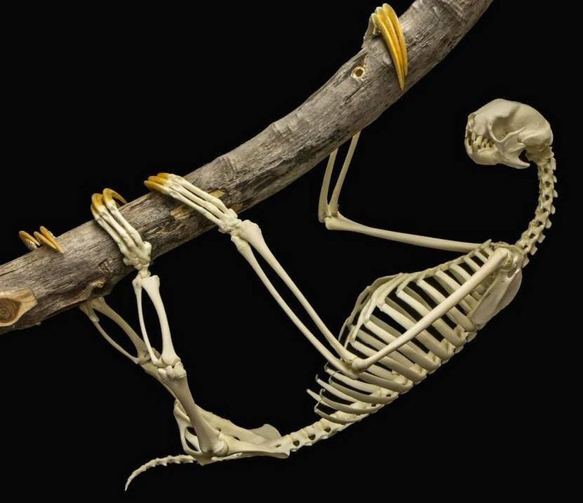 Üç tırnaklı tembel hayvan iskeleti.