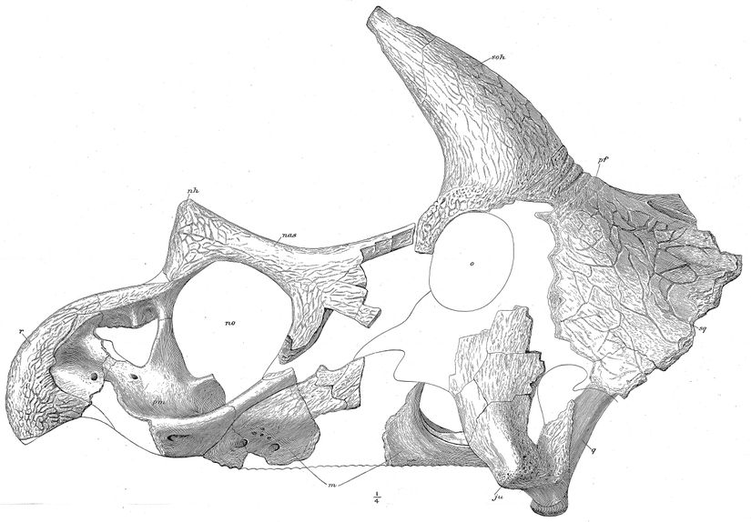 Triceratops holotipi.