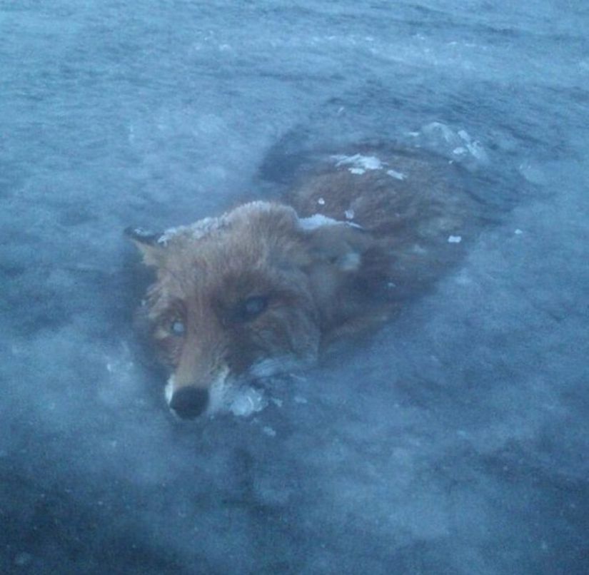 Buzul içerisinde sıkışıp kalmış bir tilki cesedi.