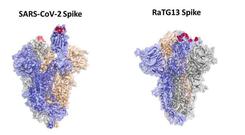 SARS-CoV-2 ve RaTG13'e ait Spike Proteinleri