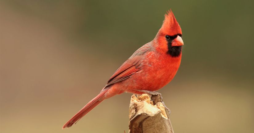 Kuzey Kardinal kuşunun kırmızı rengi karotenoidler sayesinde oluşur.