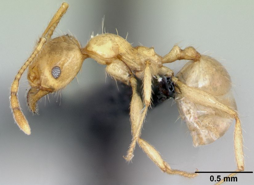 Görsel 2. Karınca (Pheidole pallidula)