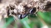 Karıncalar (Formicidae)
