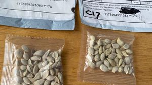 Seed Import Delays Threaten UK Farms