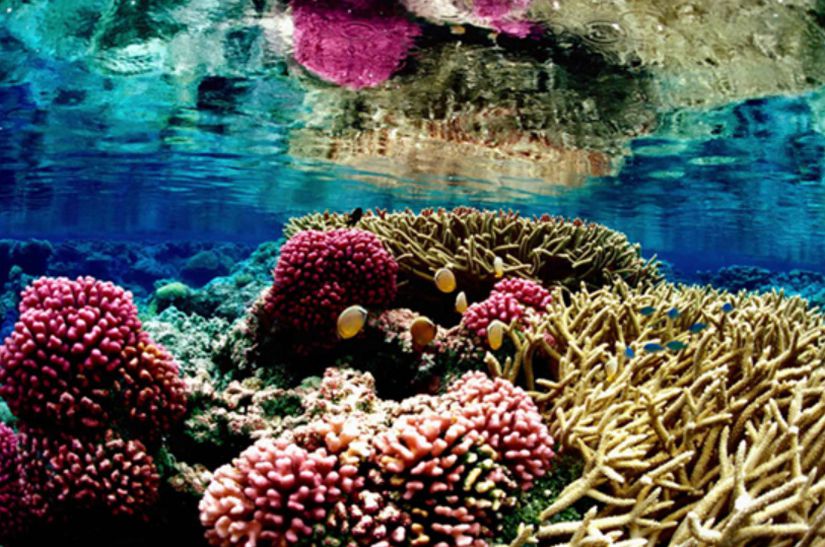 Mercanlar mercan ekosistemlerinin temel türleridir.