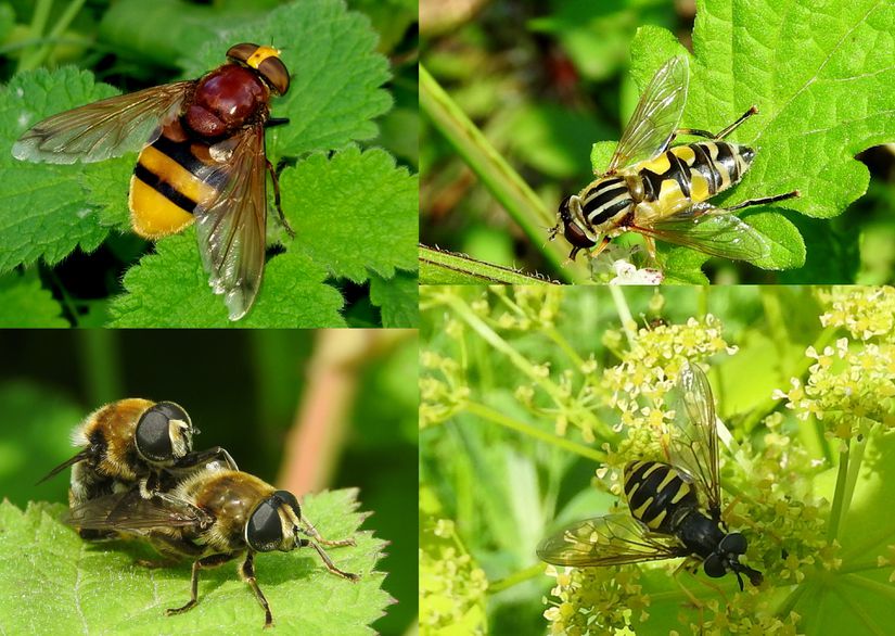 Syrphidae (Çiçek sinekleri, Hoverflies) ailesine ait bazı türler