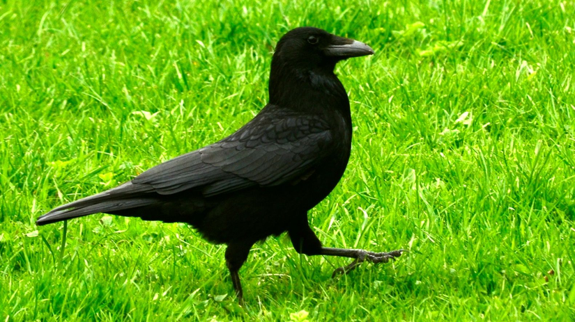 Emin adımlarla yürüyen bu karga Türkçede leş kargası olarak biliniyor. İngilizcedeki adı ise Carrion crow (Corvus corone). Kargalar kuzgunlara göre daha küçüktürler, ayrıca kuzgunların gagası daha büyük, kıvrımlı ve tüylüdür.