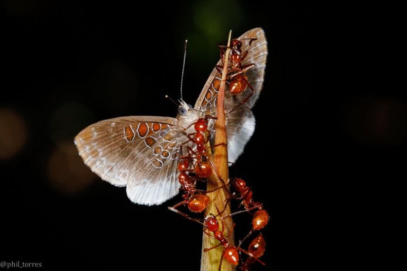 Morpho kelebeği ve karıncalar