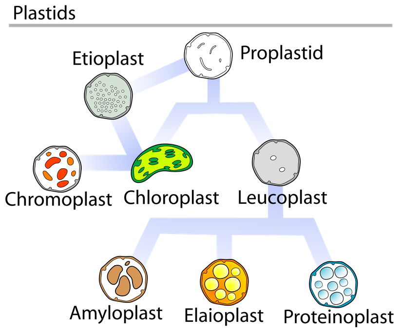 Plastit tipleri, Kromoplast (Chromoplast), Kloroplast (Chloroplast), Lökoplast (Leucoplast)