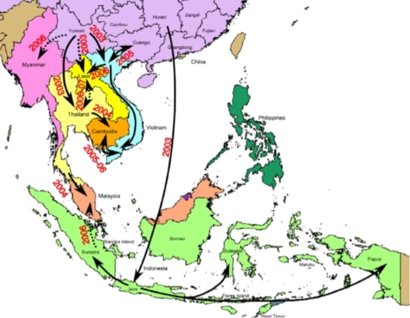Bu harita, epidemiyolojik kanıtlara dayanarak Güneydoğu Asya'daki büyük H5N1 göç olaylarını göstermektedir. Oklar, virüsün olası bulaşma yollarını temsil etmektedir. Noktalı çizgilerle gösterilen oklar ise, tam olarak belirlenememiş göç yollarını veya yönlerini ifade etmektedir. Gördüğünüz harita 2009 yılında yapılmış bir çalışmaya aittir.