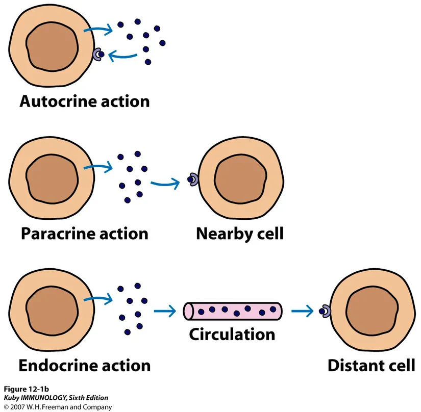Hücreler arası iletişim yolları: Mikroçevre hücreleri ve kanser hücreleri genellikle parakrin iletişim yolunu kullanırlar.