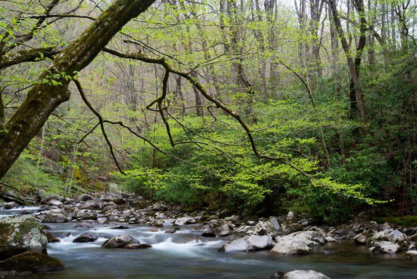 ABD'deki Appalachian ormanları.