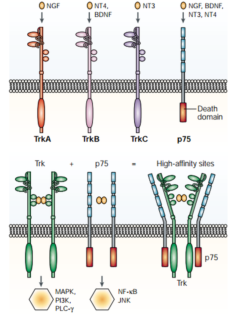 Görsel 1. Trk ve p75 reseptör aktivasyon modelleri