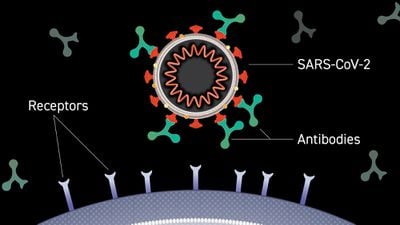 SARS-CoV-2'ye Karşı Üretilen Antikorları Diğerlerinden %100 Başarıyla Ayırabilen Test Geliştirildi!
