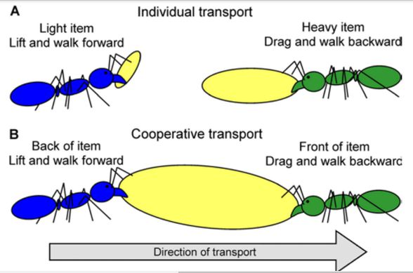 Kooperatif taşımada mavi karınca taşıma yönünde düz ilerlerken yeşil karınca geri geri yürür.