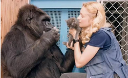 Dişi goril Koko ya yaratıcı soruldu mu?