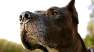 Köpekler, Koronavirüsü Tespit Edebilir mi?
