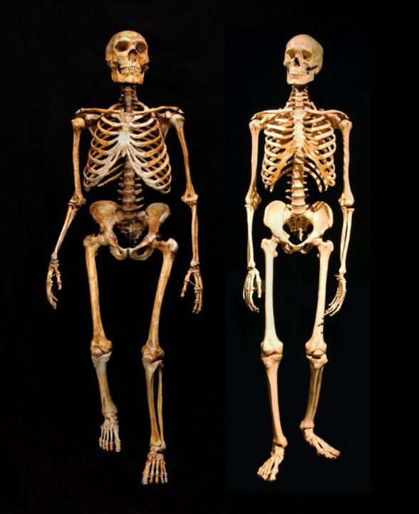 Soldaki bir Neandertal iskeleti, sağdaki ise günümüz insan iskeleti.