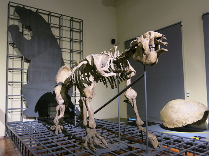 Museo Nacional de Ciencias'da bulunan Megatherium americanum fosili. Bu türün ilk fosilleri 1787'de Manuel Torres tarafından Arjantin'de keşfedilimiş ve Madrid'deki Museo Nacional de Ciencias'a gönderilmiştir.