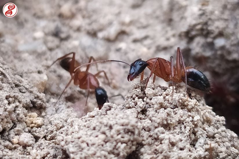 Camponotus cinsi, Kırklareli.