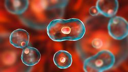 Vücudunuzdaki Hücreler Günde Toplam Kaç Defa Mitoz Bölünme Geçiriyor?