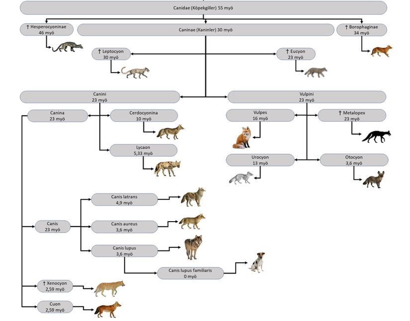 Canidae (Köpekgiller) familyasının taksonomik sınıflaması.