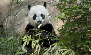 Giant Pandas Return To Smithsonian National Zoo