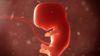 İnsan Embriyosuna Benzer Bir Yapı Yapay Olarak Üretildi!