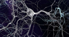 İnsan Beyninde Yeni Hücre Türleri Keşfedildi!