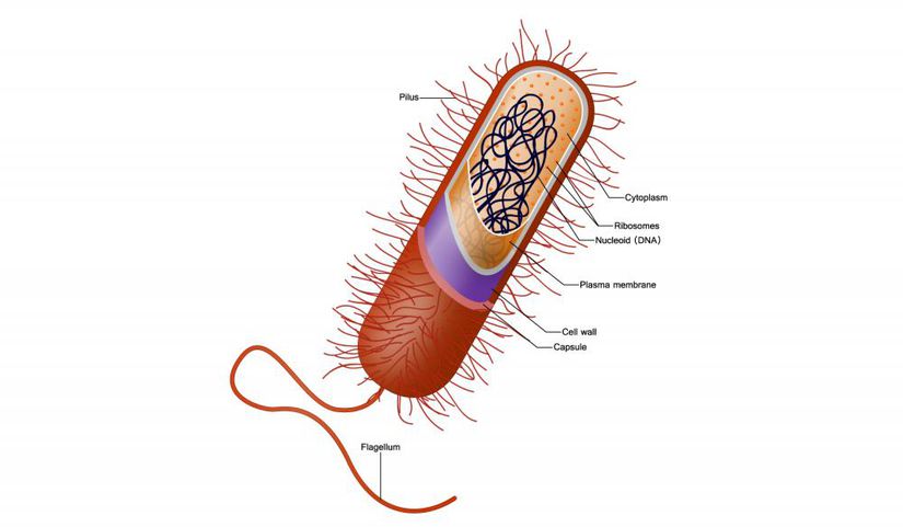 Basil şekilli bir bakterinin anatomik şeması.