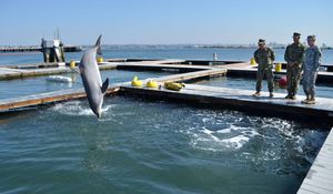 Community Efforts Champion Marine Mammal Rescue