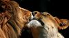 Sosyal Zeka Hipotezi: Sosyal Beceri, Zeki Hayvanların Evriminin Anahtarı Olabilir!