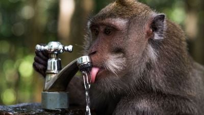 İnsan Türü, Diğer Primatlara Göre Metabolik Açıdan Suyu Neden Daha Verimli Kullanıyor?