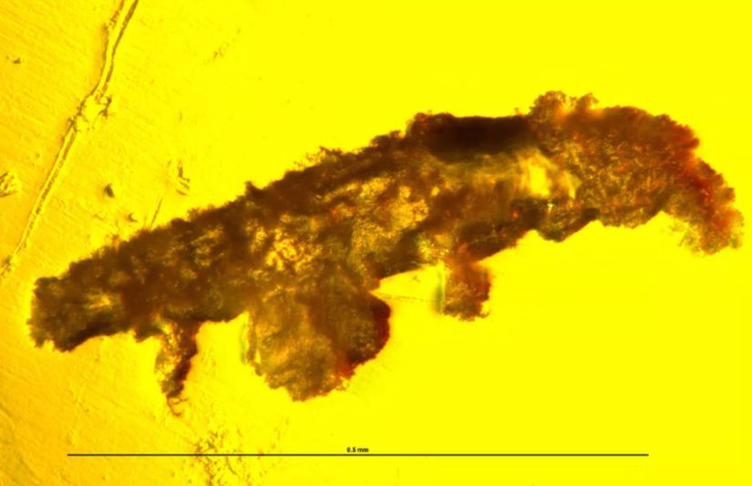 Stereo mikroskop altında Paradoryphoribius chronocaribbeus'un kehribar içerisindeki yan görüntüsü.