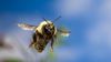 Bazı Arılar Everest Dağı'nın Tepesinde Bile Uçabiliyor!