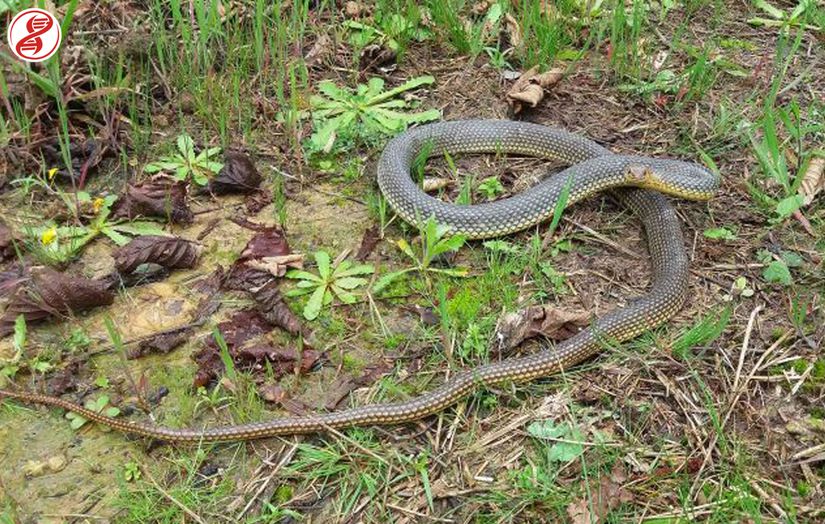Hazer yılanı, insan ile karşılaşmada aldığı başlangıç pozisyonu. Sakarya/Karasu bölgesinde çeklmiştir.
