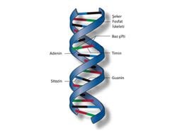 DNA’nın bir ucu var mıdır? Varsa ne şekildedir?