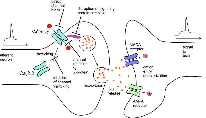 Kalsiyum kanallarının sinaptik transmisyonundaki rolü