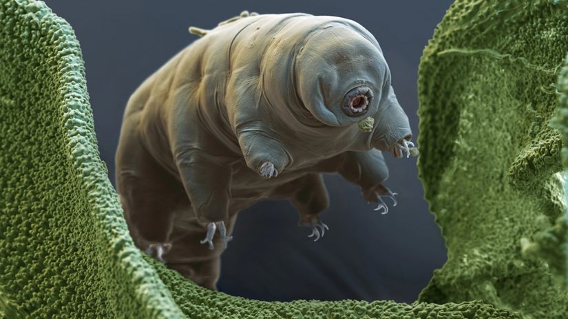 Mikrometrik boyutlardaki tardigradların bulunduğu noktadan bir metre uzağa gitmesi haftalar alabilir.