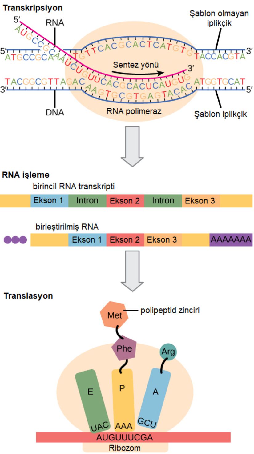 Ökaryotik gen ifadesinin düzenlenmesi, çekirdekte gerçekleşen transkripsiyon ve RNA işleme sırasında ve sitoplazmada gerçekleşen protein translasyonu sırasında gerçekleşebilir. Daha ileri düzenlemeler, proteinlerin post- translasyonel modifikasyonları yoluyla meydana gelebilir.
