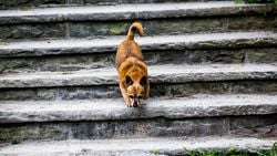 Köpeklerde Bilgi Aktarımı: Köpeğin Yavrusuna Merdiven İnmeyi Öğretişi!