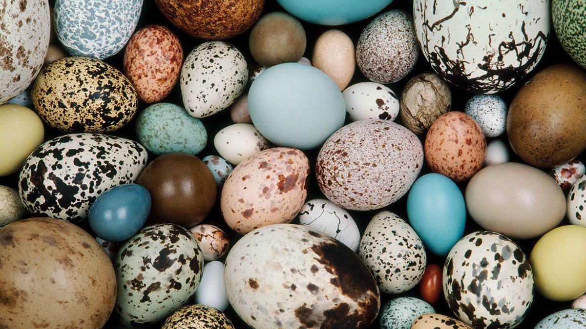 kus yumurtalari neden farkli renklerde