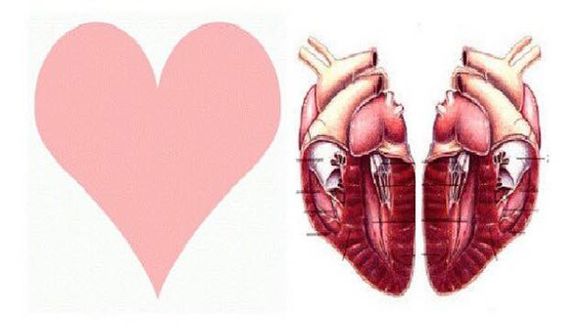 Kalp görseli