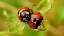 Böceklerin Çiftleşme Ritüelleri: Hayvanlar Alemi'nin En Sık Bulunan Canlıları Nasıl Ürüyor?