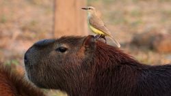 Kapibara (Hydrochoerus hydrochaeris)