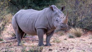 Can IVF Save Endangered Rhinos?